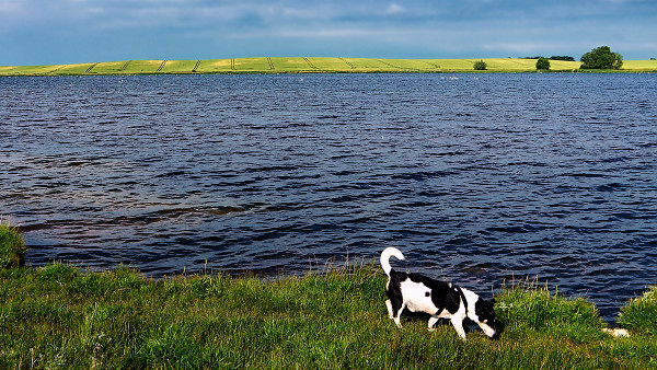 Fewo-Hund-Ostseekuste Fewo-Hund-Ostseekuste