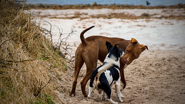 Hundeurlaub-Insel-Usedom Hundeurlaub-Insel-Usedom
