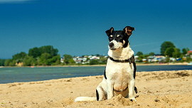 Urlaub-mit-hund-Ostsee