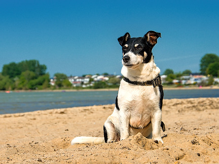 Urlaub mit Hund an der Ostsee Urlaub mit Hund an der Ostsee