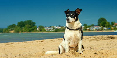 Urlaub mit Hund an der Ostsee auf Usedom